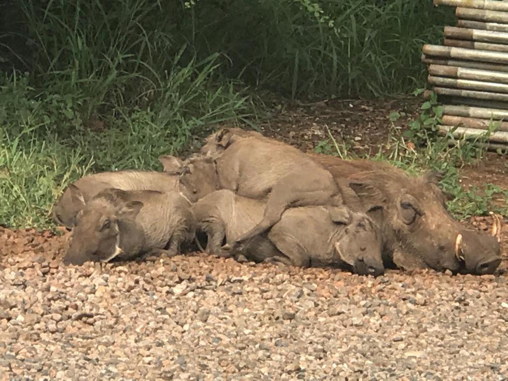 515 On Warthog By The River Marloth Park Dış mekan fotoğraf