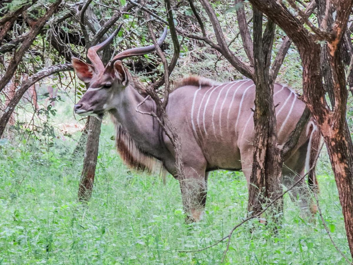 515 On Warthog By The River Marloth Park Dış mekan fotoğraf