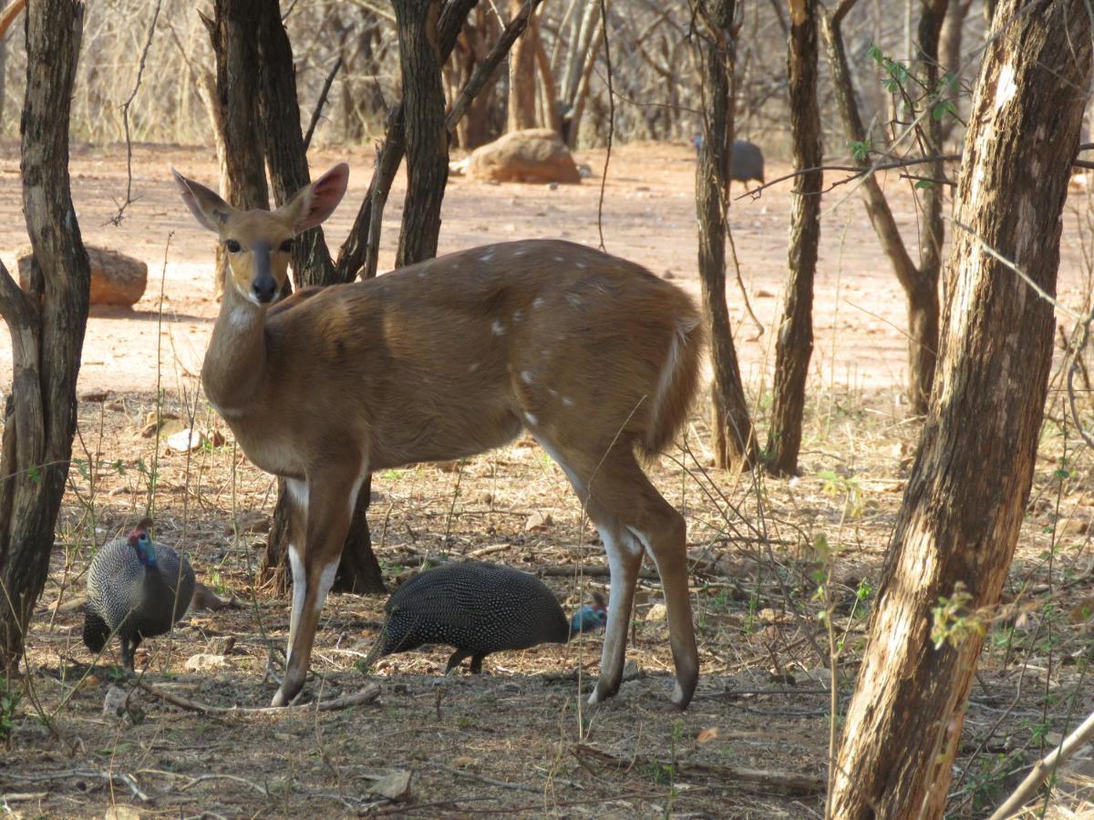 515 On Warthog By The River Marloth Park Dış mekan fotoğraf